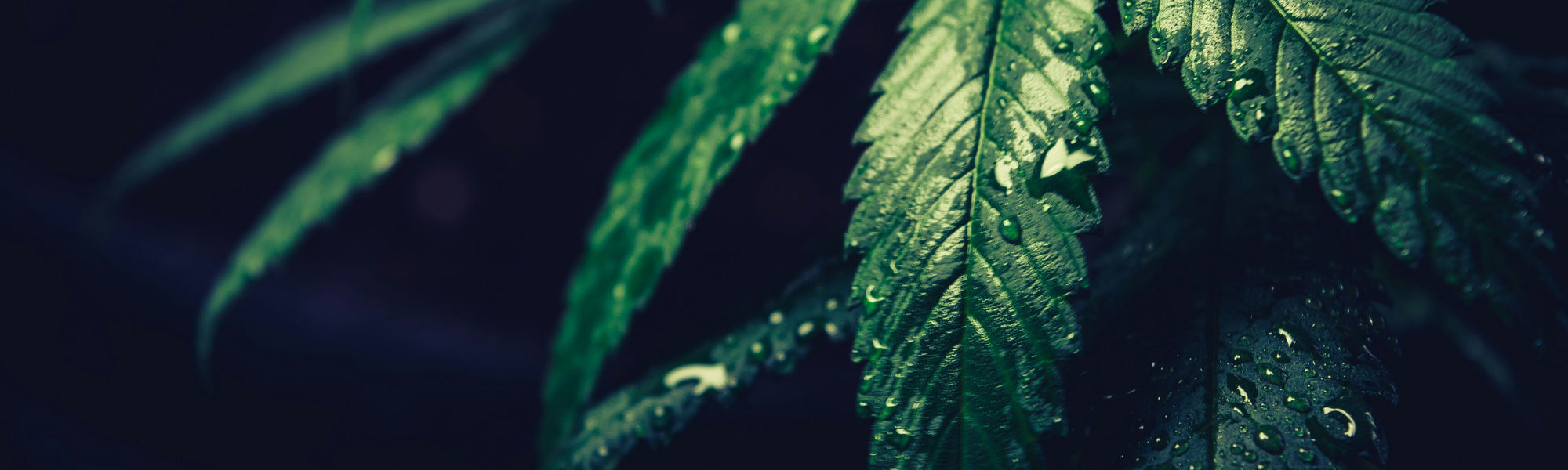 Cannabisblätter in Nahaufnahme